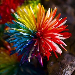 Egrow 20Pcs Rainbow Chrysanthemum Flower Seeds Rare Color Home Garden Bonsai Dyeing Plant Egrow 20Pcs Rainbow Chrysanthemum Flower Seeds Rare Color Home Garden Bonsai Dyeing Plant
