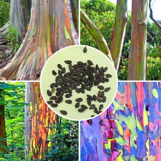 Egrow 40pcs Rainbow Eucalyptus Seeds Garden  Eucalyptus Deglupta Decor Plant