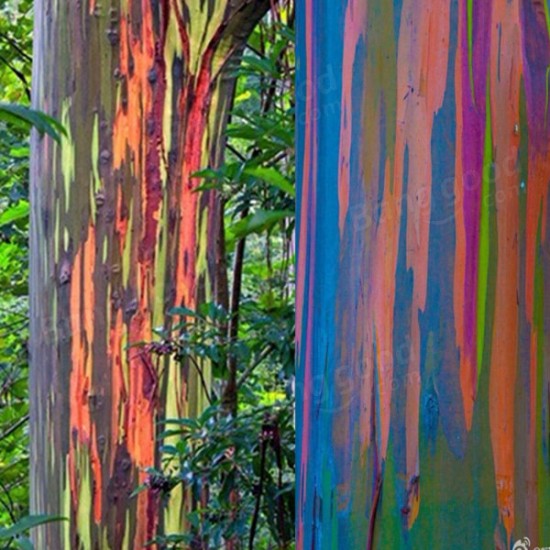 Egrow 40pcs Rainbow Eucalyptus Seeds Garden  Eucalyptus Deglupta Decor Plant