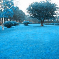 Egrow 500 PCS Blue Grass Seed Rare Lawn Seeds Garden Courtyard Decoration Perennial Grass Egrow 500 PCS Blue Grass Seed Rare Lawn Seeds Garden Courtyard Decoration Perennial Grass