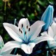 Egrow 50Pcs Blue Heart Lily Seeds Potted Plant Bonsai Lily Flower Seeds For Home Garden