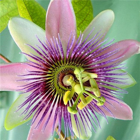 Egrow 50Pcs/Pack Passion Flower Seeds Garden Rare Passiflora Incarnata Fruit Plants Seeds