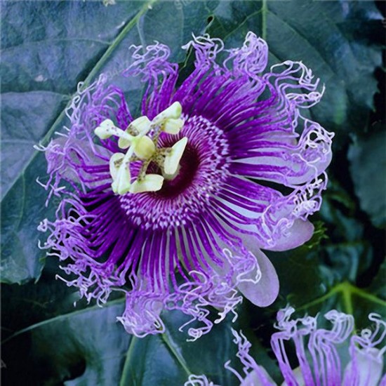 Egrow 50Pcs/Pack Passion Flower Seeds Garden Rare Passiflora Incarnata Fruit Plants Seeds