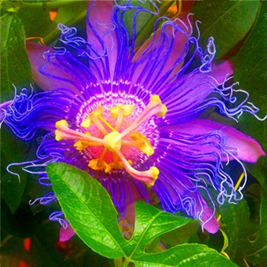 Egrow 50Pcs/Pack Passion Flower Seeds Garden Rare Passiflora Incarnata Fruit Plants Seeds