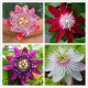 Egrow 50Pcs/Pack Passion Flower Seeds Garden Rare Passiflora Incarnata Fruit Plants Seeds