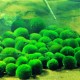 Egrow 1000 PCS Aquarium Fish Tank Grass Seeds Water Aquatic Plant Seeds Ornamental Lawn Grass