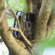 KALOAD Hunting Camera Motion Activated H801 16MP Deer Tree Digital Waterproof Trail Wildlife Camera