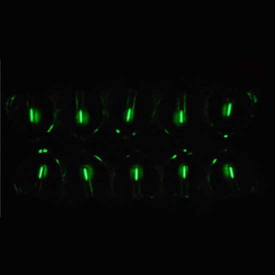 1.5x6mm Trit Vials Self-luminous 15-Years Heart Shape Decoration 1.5x6mm Trit Vials Self-luminous 15-Years Heart Shape Decoration