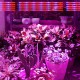 10PCS 50CM SMD5730 Red:Blue 3:1 LED Plant Grow Rigid Strip Hydroponic Light Kit DC12V 10PCS 50CM SMD5730 Red:Blue 3:1 LED Plant Grow Rigid Strip Hydroponic Light Kit DC12V