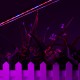 10PCS 50CM SMD5730 Red:Blue 3:1 LED Plant Grow Rigid Strip Hydroponic Light Kit DC12V 10PCS 50CM SMD5730 Red:Blue 3:1 LED Plant Grow Rigid Strip Hydroponic Light Kit DC12V