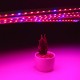 5PCS 50CM SMD5050 Red:Blue 5:1 Grow Plant LED Strip Light with Connector for Greenhouse DC12V 5PCS 50CM SMD5050 Red:Blue 5:1 Grow Plant LED Strip Light with Connector for Greenhouse DC12V