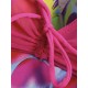 Cosy Push Up Printing Siamese Swimsuit Underwire Backless Thin Gather Swimdresses Cosy Push Up Printing Siamese Swimsuit Underwire Backless Thin Gather Swimdresses