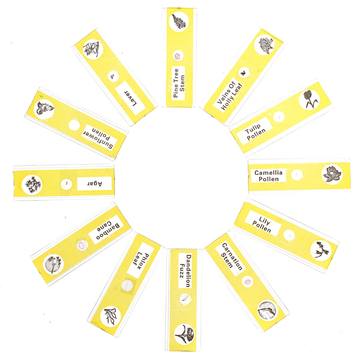1-Box-12pcs-Animals-Insects-Plants-Flowers-Plastic-Prepared-Microscope-Slides-1044429