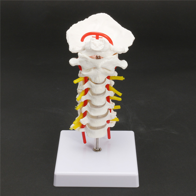 7-Life-Size-Chiropractic-Human-Anatomical-Cervical-Vertebral-Spine-Model-1202213