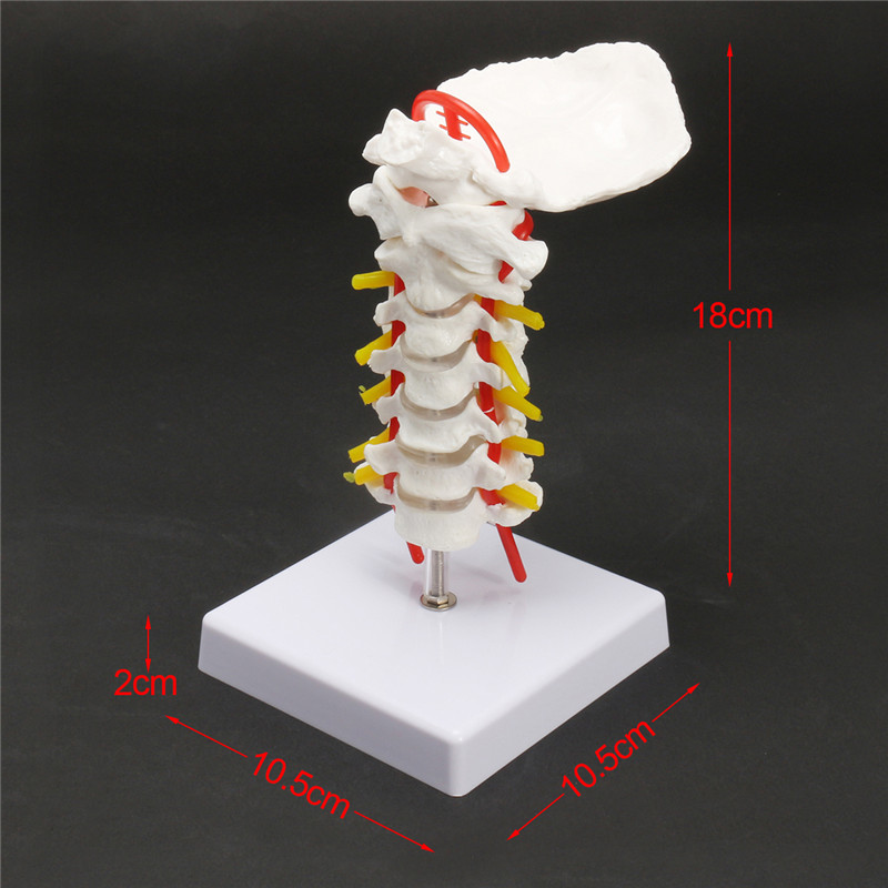 7-Life-Size-Chiropractic-Human-Anatomical-Cervical-Vertebral-Spine-Model-1202213