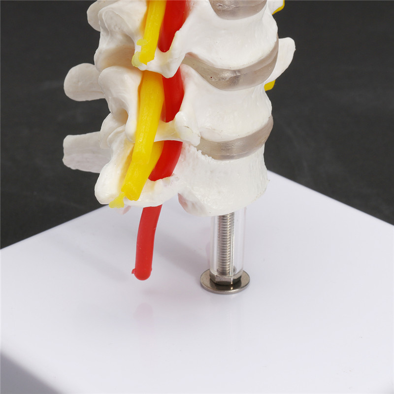 7-Life-Size-Chiropractic-Human-Anatomical-Cervical-Vertebral-Spine-Model-1202213