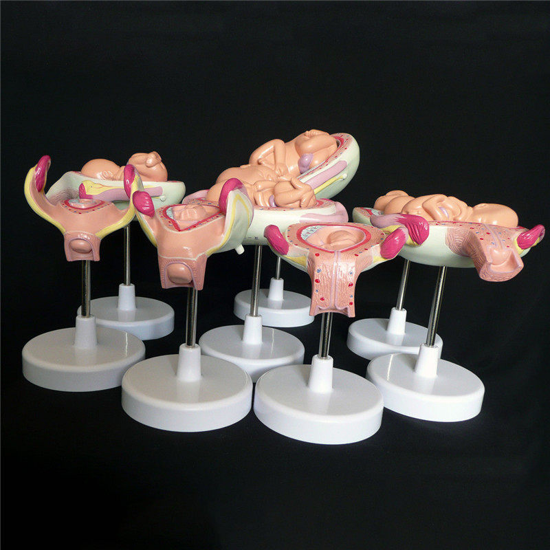 Anatomical-Human-Fetal-Development-Model---Baby-FetusFoetus-Pregnancy-Anatomy-Science-Toy-1244312