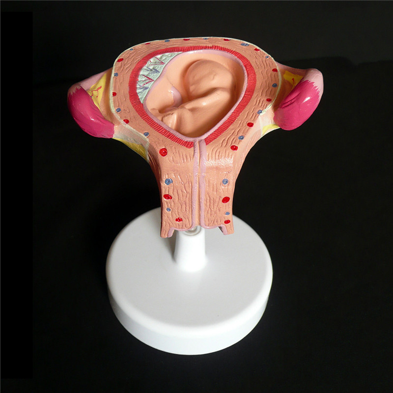 Anatomical-Human-Fetal-Development-Model---Baby-FetusFoetus-Pregnancy-Anatomy-Science-Toy-1244312