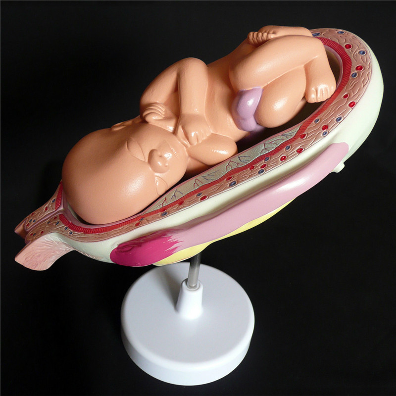 Anatomical-Human-Fetal-Development-Model---Baby-FetusFoetus-Pregnancy-Anatomy-Science-Toy-1244312