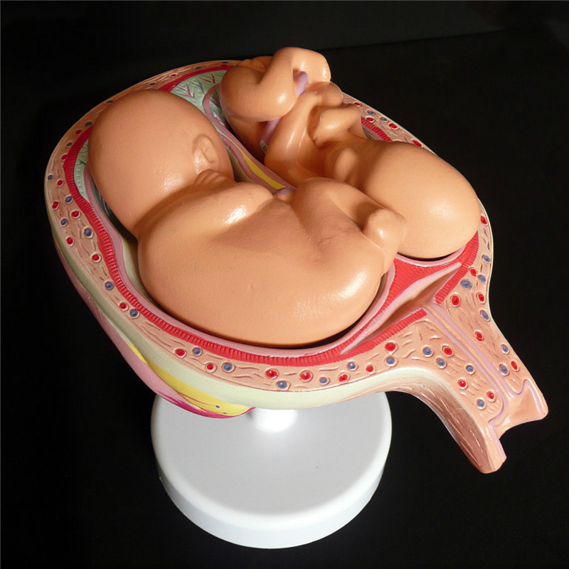 Anatomical-Human-Fetal-Development-Model---Baby-FetusFoetus-Pregnancy-Anatomy-Science-Toy-1244312