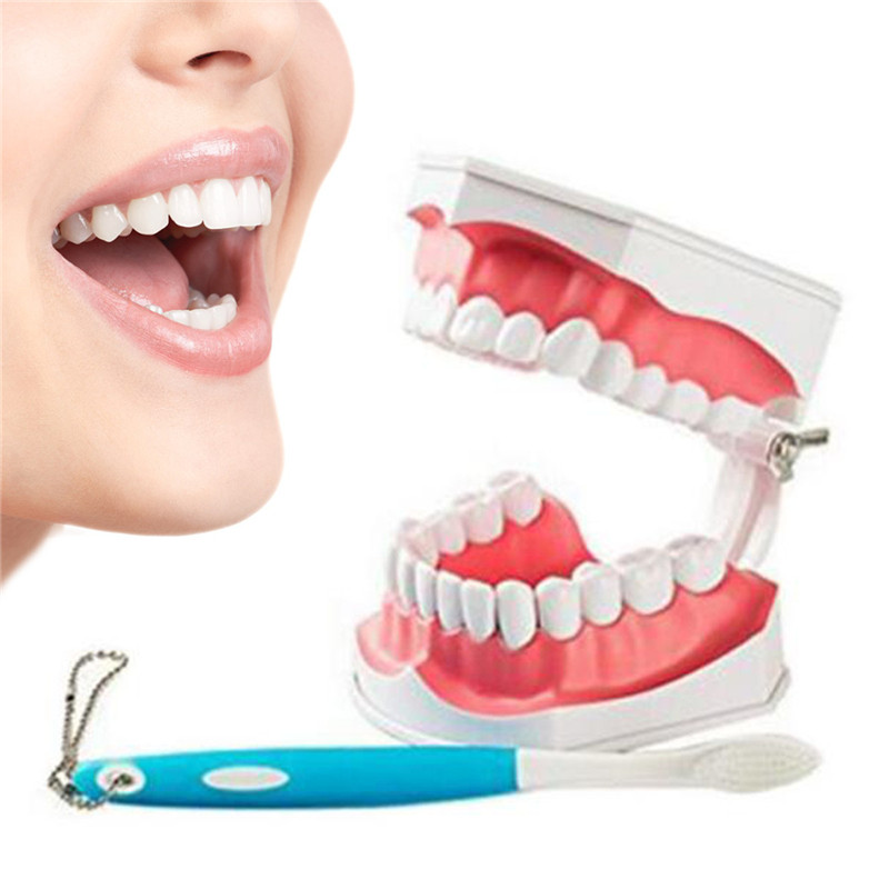 Dental-Adult-Education-Teaching-Model-with-Removable-Lower-Teeth-and-Toothbrush-1199388