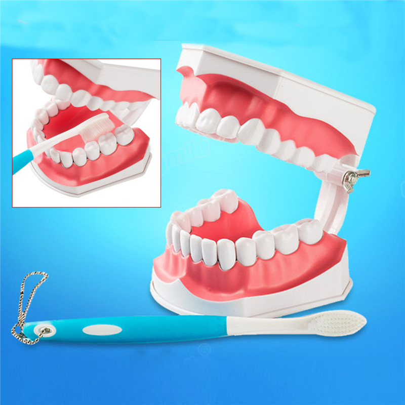 Dental-Adult-Education-Teaching-Model-with-Removable-Lower-Teeth-and-Toothbrush-1199388