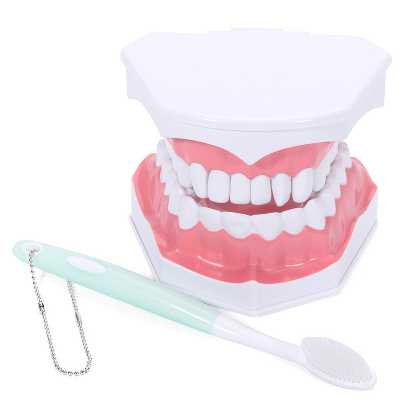 Dental-Adult-Education-Teaching-Model-with-Removable-Lower-Teeth-and-Toothbrush-1199388