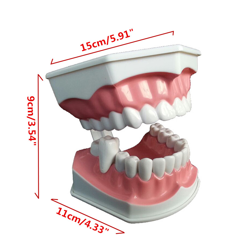 Dental-Adult-Education-Teaching-Model-with-Removable-Lower-Teeth-and-Toothbrush-1199388