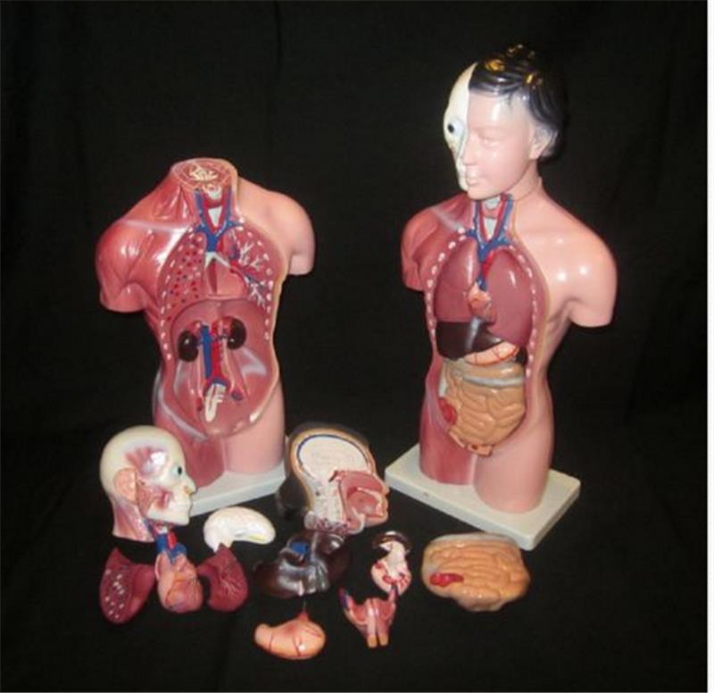 STEM-Human-Torso-Body-Anatomy-Medical-Model-Heart-Brain-Skeleton-Medical-School-Educational-1196362
