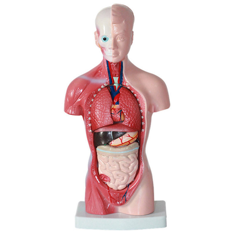 STEM-Human-Torso-Body-Anatomy-Medical-Model-Heart-Brain-Skeleton-Medical-School-Educational-1196362