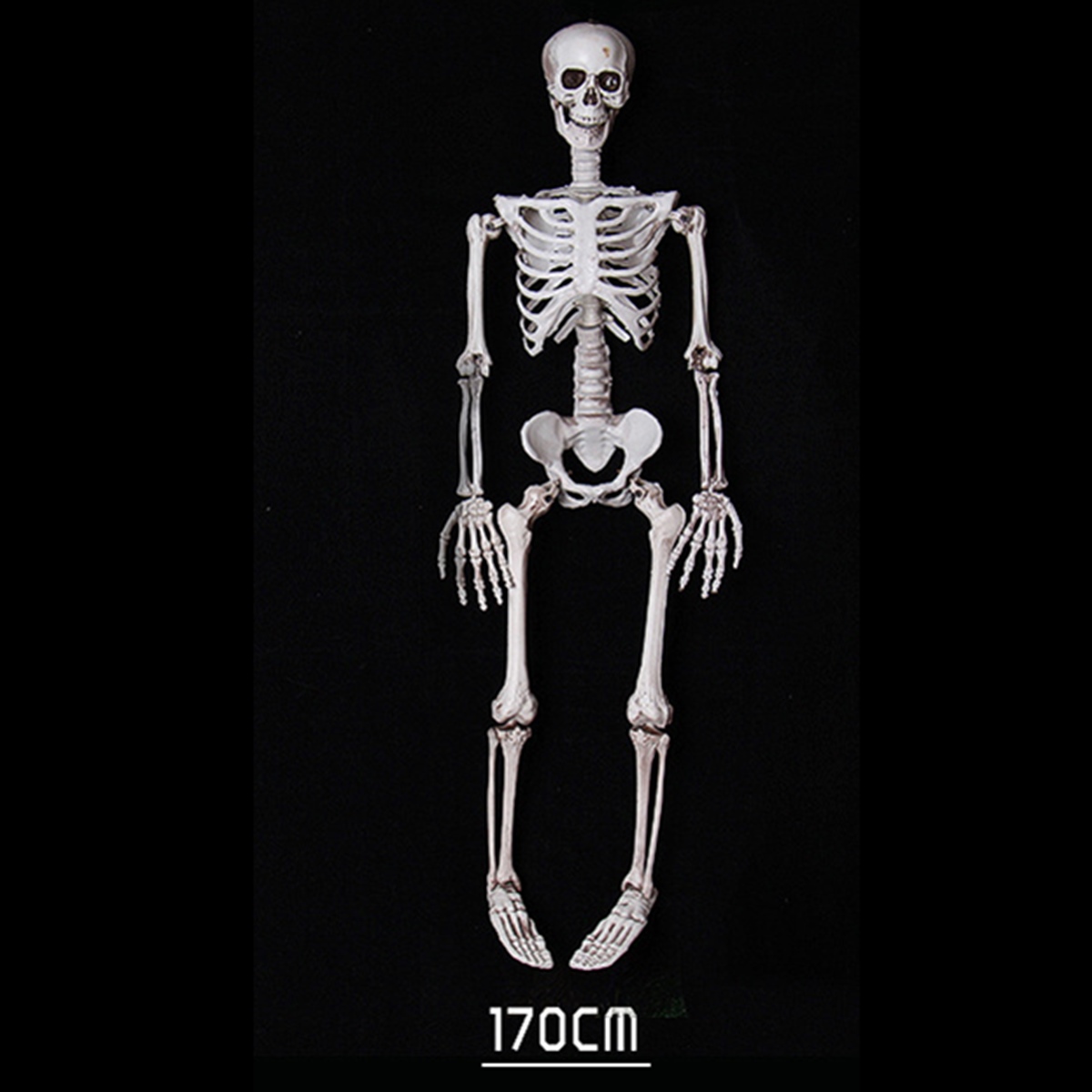 170cm-Halloween-Skeleton-Poseable-Decorations-Life-Size-Party-Decoration-Gift-PVC-1346446