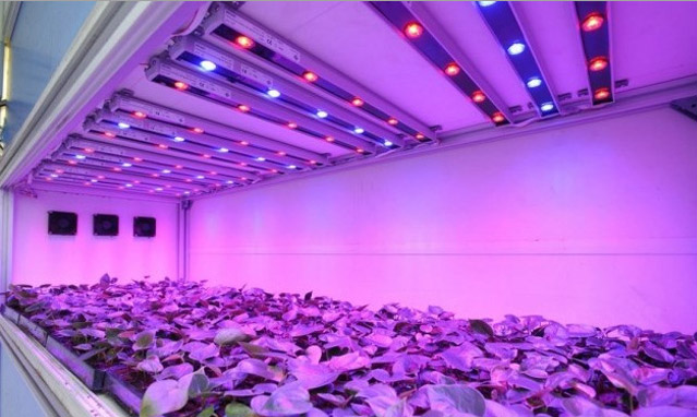 5pcs-ZX-3W-Full-Spectrum-Plant-Growing-DIY-LED-Lamp-Chip-Garden-Greenhouse-Seedling-Lights-1100886