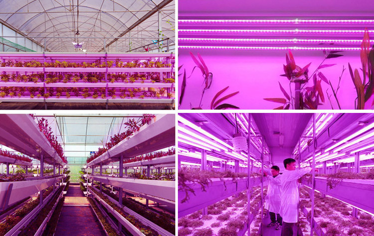 ZX-15pcs-1W-660nm-Red-Light-Plant-Growing-DIY-LED-Lamp-Chip-Garden-Greenhouse-Seedling-Lights-1094034