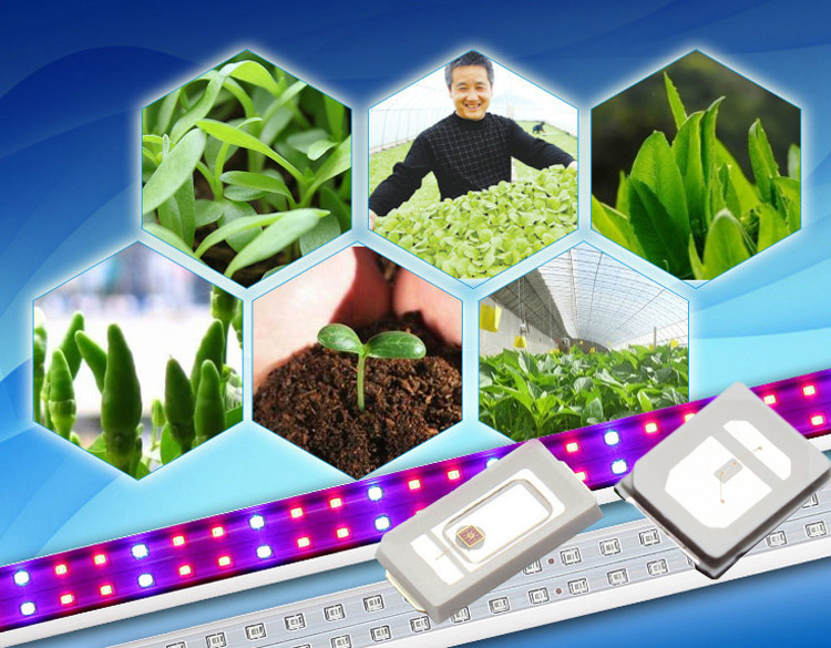 ZX-30pcs-02W-SMD2835-Blue-Light-Plant-Grow-DIY-LED-Lamp-Chip-Garden-Greenhouse-Seedling-Lights-1093067