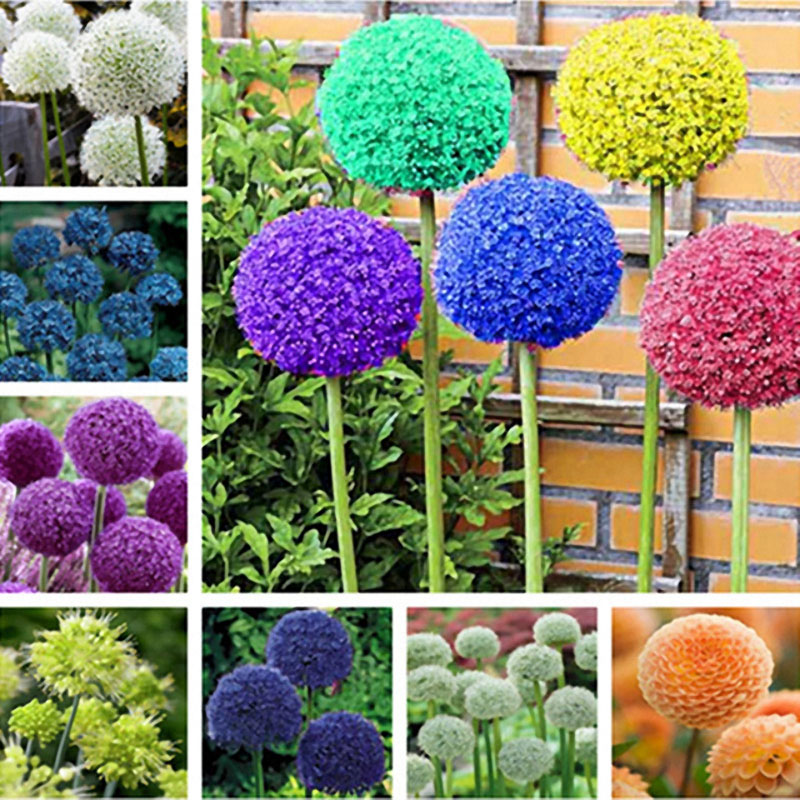 Egrow-100-PCS-Garden-Outdoor-Giant-Allium-Giganteum-Beautiful-Flower-Seeds-Bonsai-Plant-Seeds-1241229
