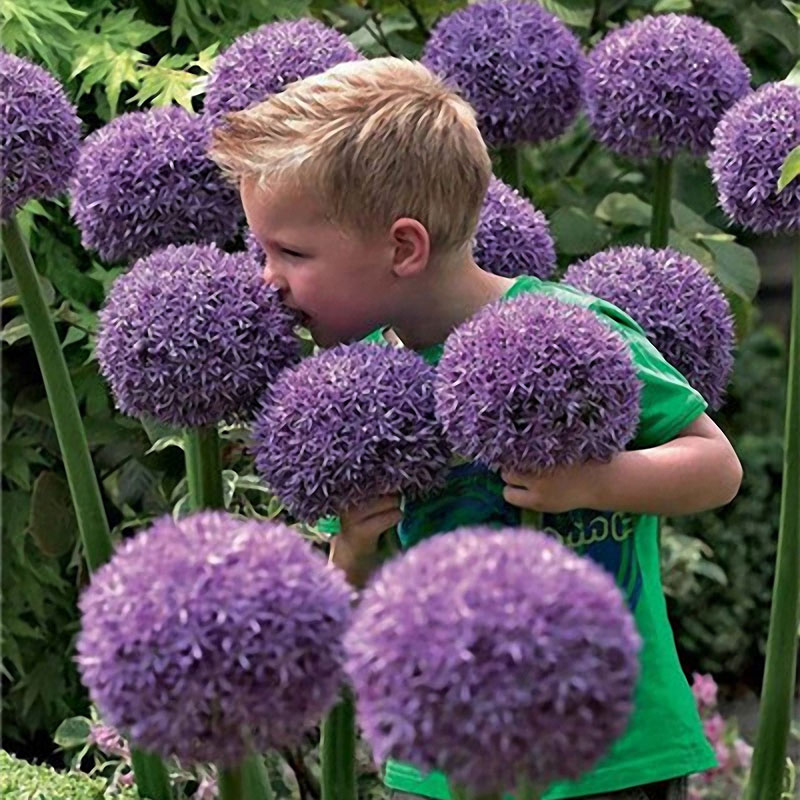 Egrow-100-PCS-Garden-Outdoor-Giant-Allium-Giganteum-Beautiful-Flower-Seeds-Bonsai-Plant-Seeds-1241229