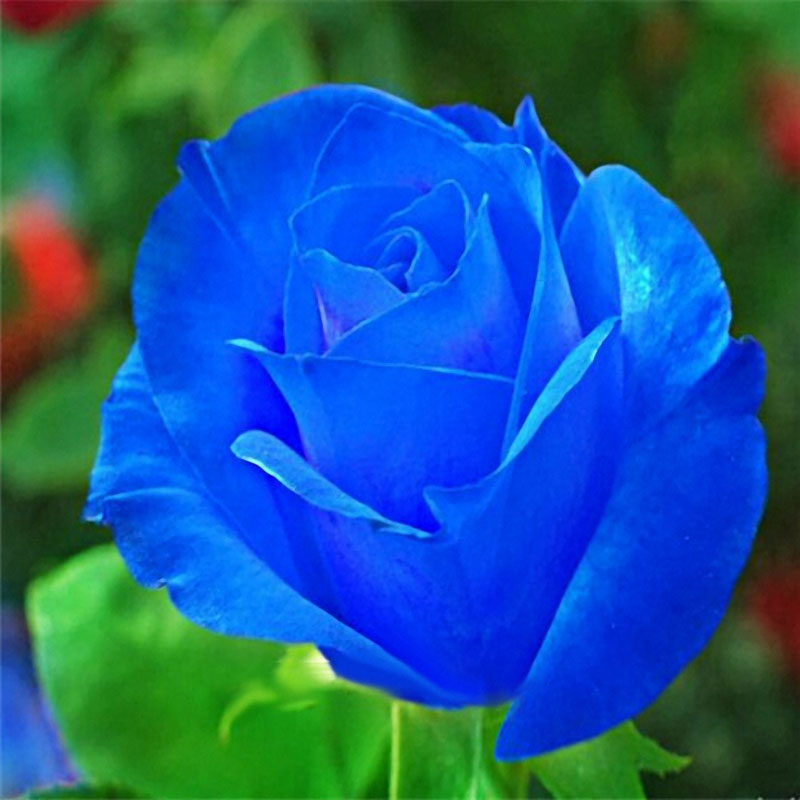 Egrow-100-Pcs-Midnight-Supreme-Rose-Seeds-Potted-Flower-Seed-Purple-Rose-Seeds-for-Home-Planting-1258011