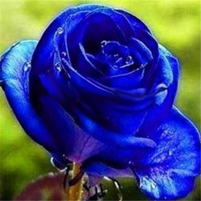 Egrow-100-Pcs-Midnight-Supreme-Rose-Seeds-Potted-Flower-Seed-Purple-Rose-Seeds-for-Home-Planting-1258011