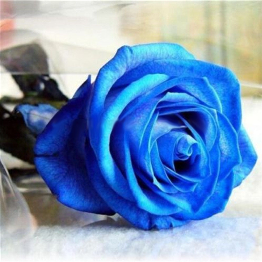 Egrow-100-Pcs-Midnight-Supreme-Rose-Seeds-Potted-Flower-Seed-Purple-Rose-Seeds-for-Home-Planting-1258011