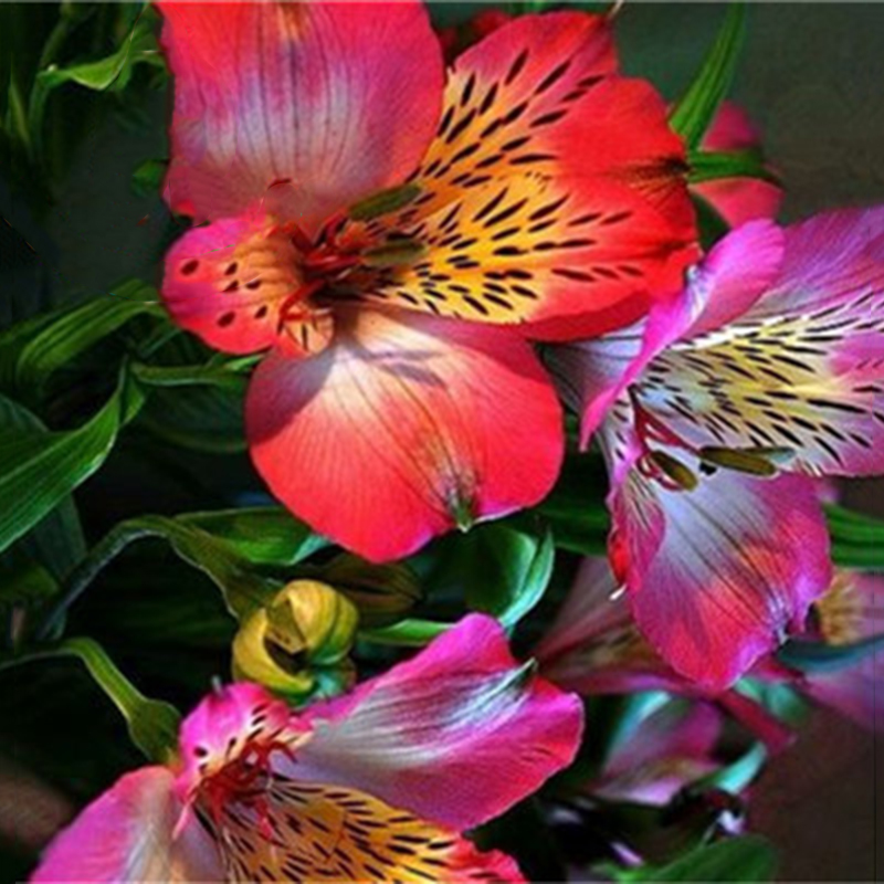Egrow-100PCSPack-Lily-Seeds-Rare-Peruvian-Lily-Alstroemeria-Bonsai-Plants-Mix-Color-Beautiful-Lilies-1460235