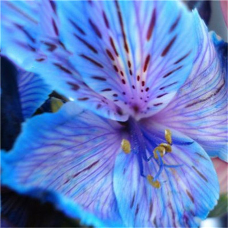 Egrow-100PCSPack-Lily-Seeds-Rare-Peruvian-Lily-Alstroemeria-Bonsai-Plants-Mix-Color-Beautiful-Lilies-1460235