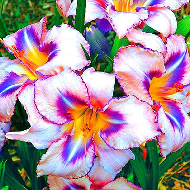 Egrow-100PCSPack-Lily-Seeds-Rare-Peruvian-Lily-Alstroemeria-Bonsai-Plants-Mix-Color-Beautiful-Lilies-1460235