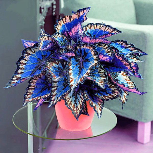 Egrow-100PcsPack-Coleus-Seeds-Rainbow-Dragon-Seeds-Garden-Japanese-Foliage-Plants-1297977