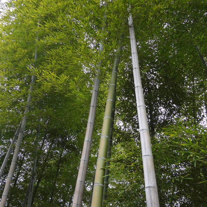 Egrow-100pcs-Garden-Evergreen-Arbor-Moso-Bamboo-Seeds-Courtyard-Phyllostachys-Pubescens-Plants-1008069