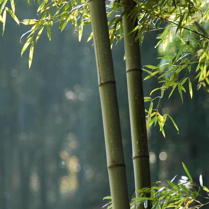 Egrow-100pcs-Garden-Evergreen-Arbor-Moso-Bamboo-Seeds-Courtyard-Phyllostachys-Pubescens-Plants-1008069