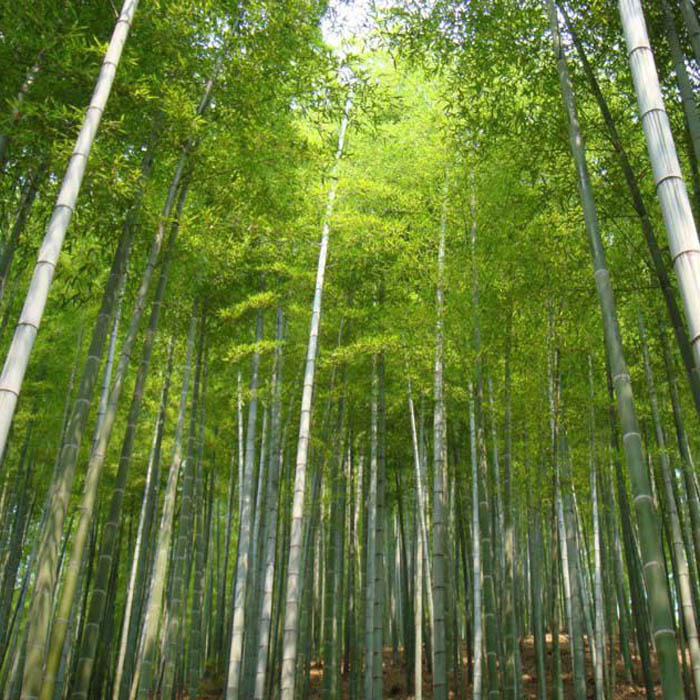 Egrow-100pcs-Garden-Evergreen-Arbor-Moso-Bamboo-Seeds-Courtyard-Phyllostachys-Pubescens-Plants-1008069