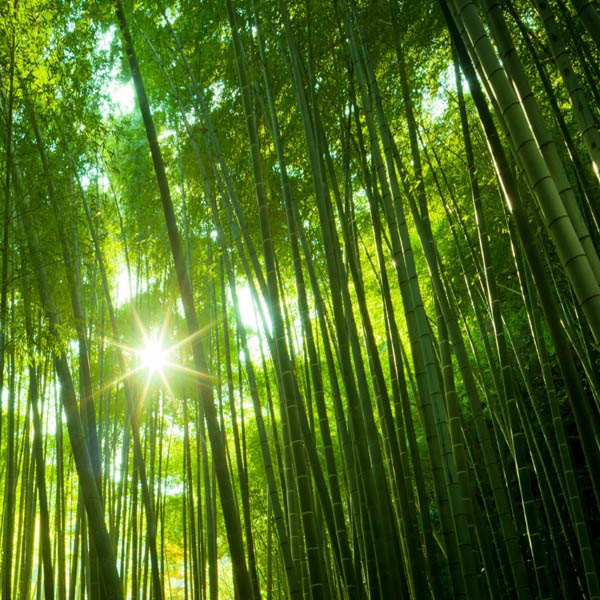 Egrow-100pcs-Garden-Evergreen-Arbor-Moso-Bamboo-Seeds-Courtyard-Phyllostachys-Pubescens-Plants-1008069