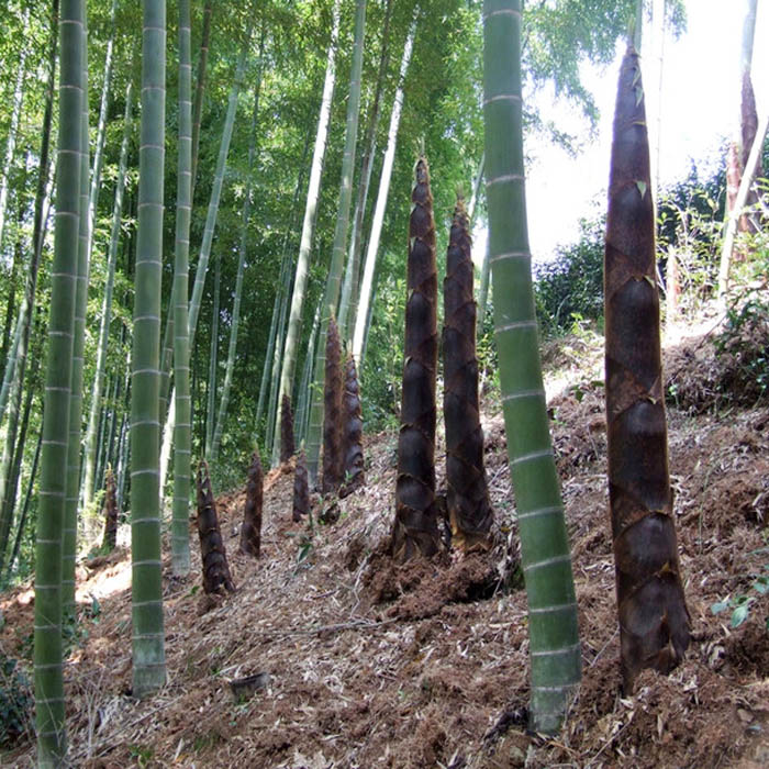 Egrow-100pcs-Garden-Evergreen-Arbor-Moso-Bamboo-Seeds-Courtyard-Phyllostachys-Pubescens-Plants-1008069