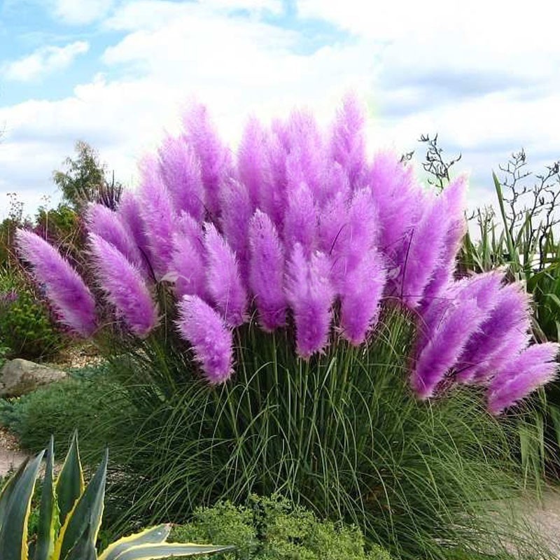 Egrow-200Pcs-Pampas-Grass-Seed-Potted-Purple-Pampas-Grass-Garden-Ornamental-Plants-1119045