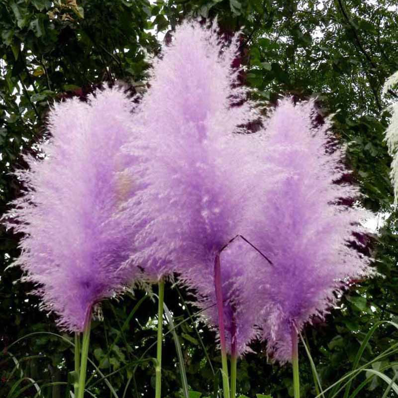 Egrow-200Pcs-Pampas-Grass-Seed-Potted-Purple-Pampas-Grass-Garden-Ornamental-Plants-1119045